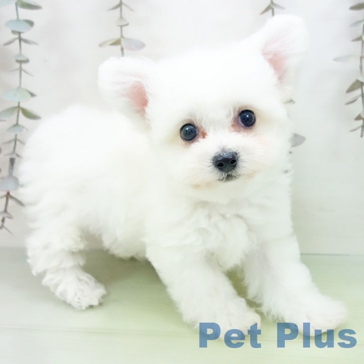 ビション・フリーゼ