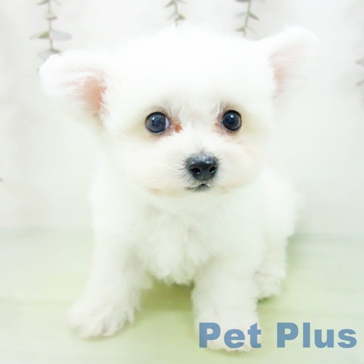 ビション・フリーゼ