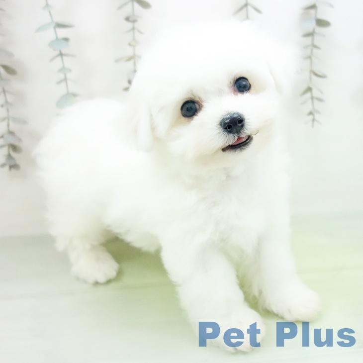 ビション・フリーゼ