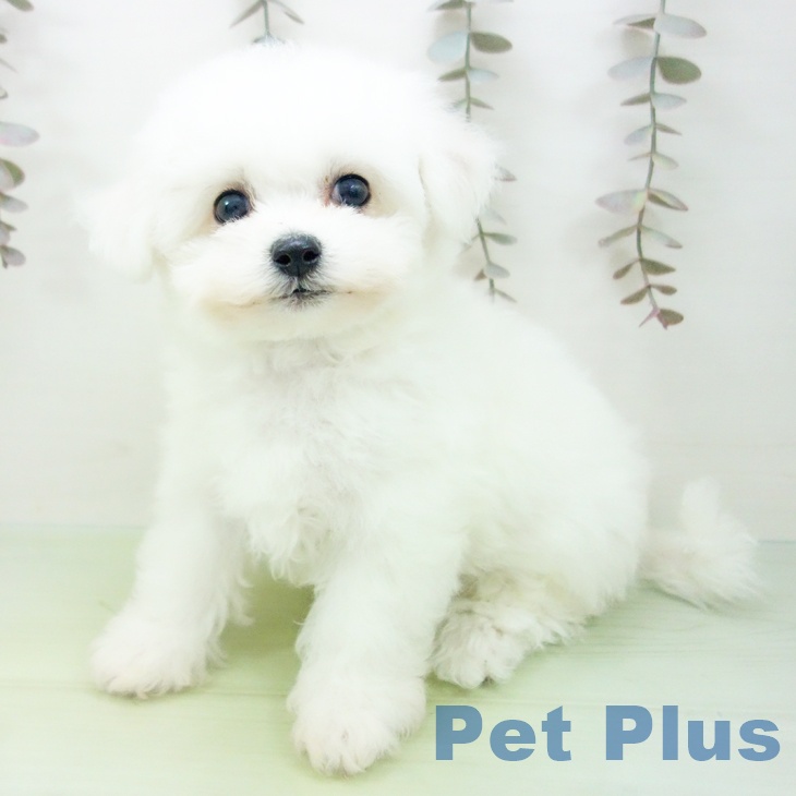 ビション・フリーゼ