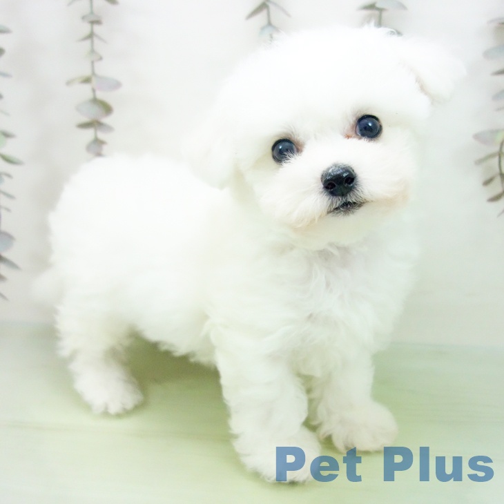 ビション・フリーゼ