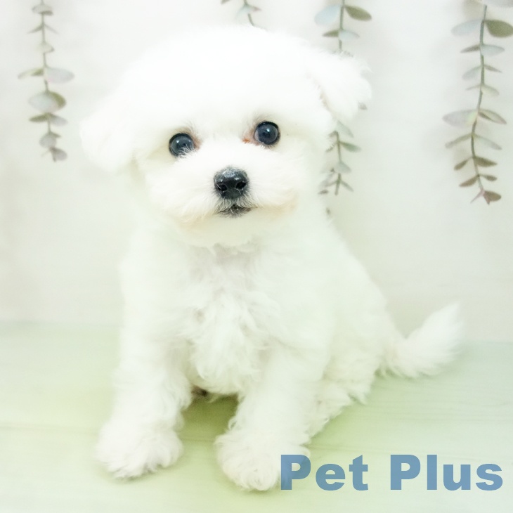 ビション・フリーゼ