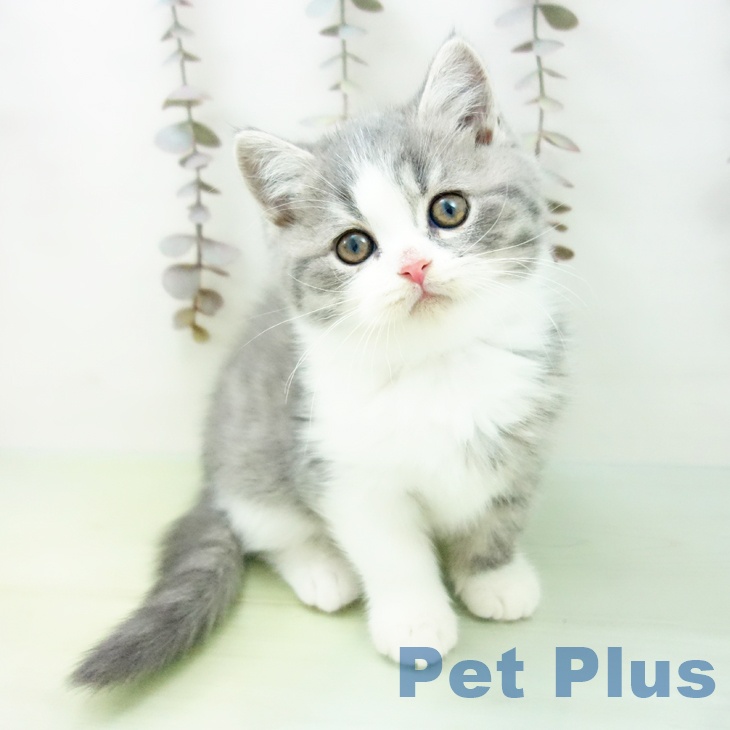 ブリティッシュショートヘア