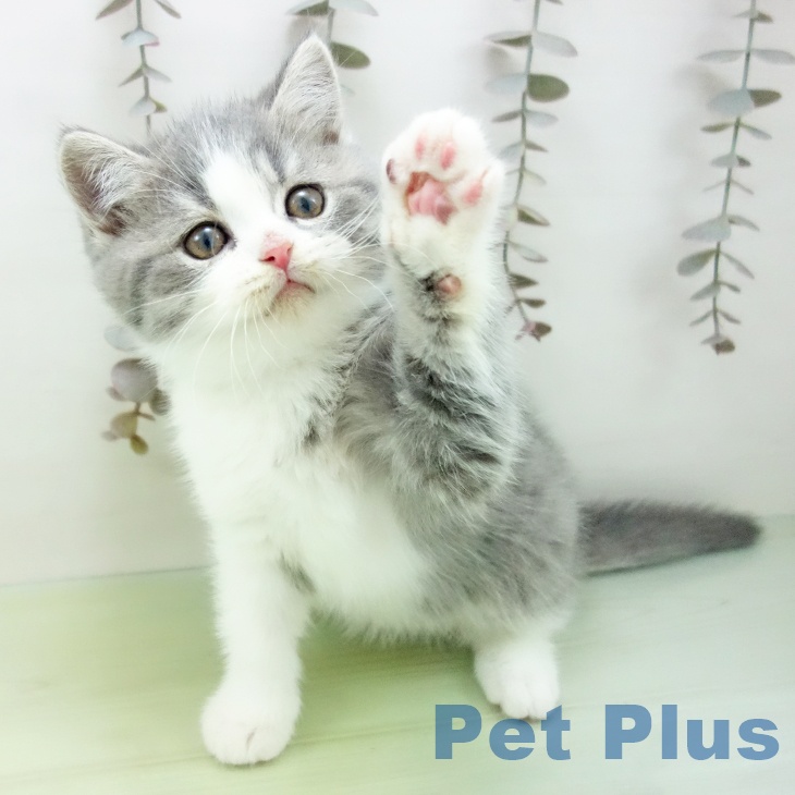 ブリティッシュショートヘア