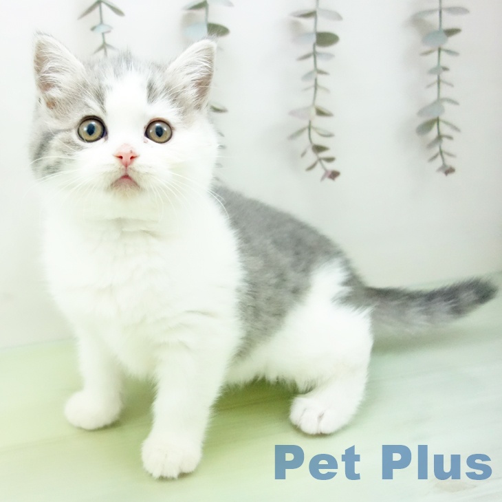 富山県のブリティッシュショートヘアー (ペットプラス 高岡店/2025年10月13日生まれ/女の子/ブルータビーホワイト)の子猫の1枚目の画像