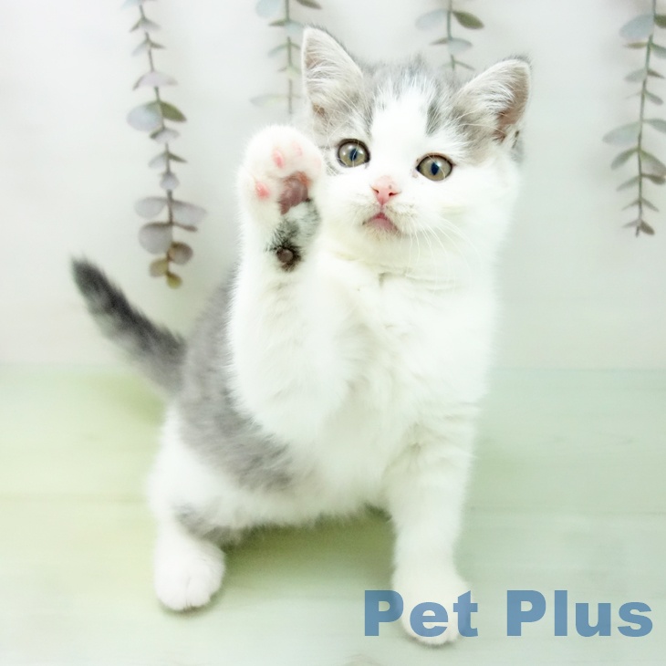 富山県のブリティッシュショートヘアー (ペットプラス 高岡店/2025年10月13日生まれ/女の子/ブルータビーホワイト)の子猫の2枚目の画像