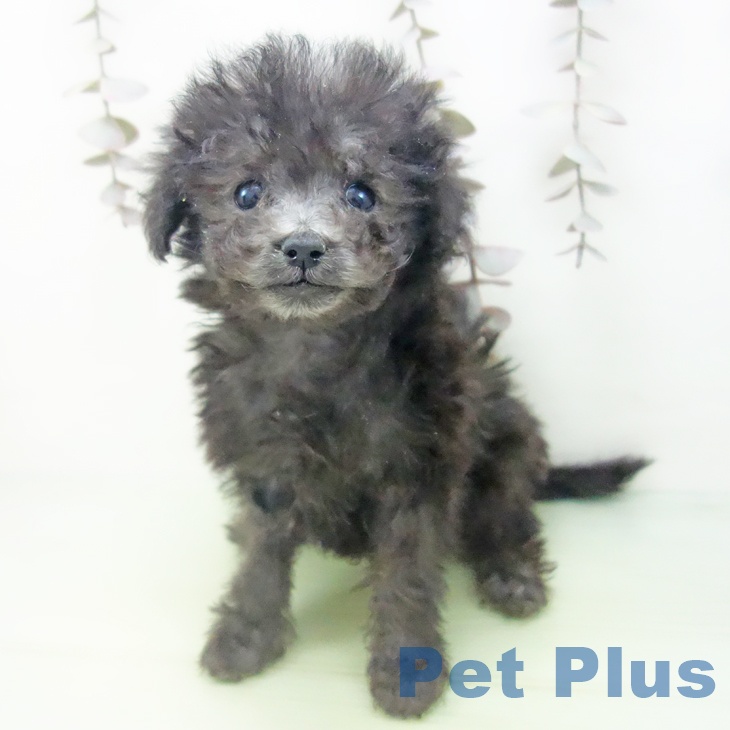 トイ・プードル