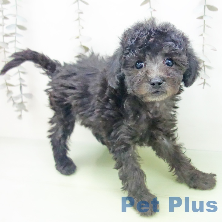 三重県のトイプードル(トイ) (ペットプラス 津南店/2025年10月12日生まれ/女の子/シルバー)の子犬の1枚目の画像