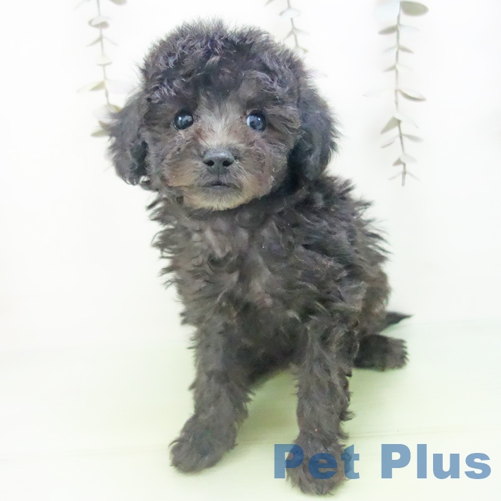 三重県のトイプードル(トイ) (ペットプラス 津南店/2025年10月12日生まれ/女の子/シルバー)の子犬の2枚目の画像