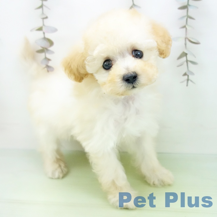 愛知県のトイプードル(トイ) (ペットプラス mozoワンダーシティ店/2025年10月12日生まれ/女の子/ホワイト)の子犬の1枚目の画像