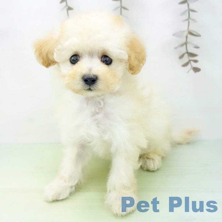 愛知県のトイプードル(トイ) (ペットプラス mozoワンダーシティ店/2025年10月12日生まれ/女の子/ホワイト)の子犬の2枚目の画像