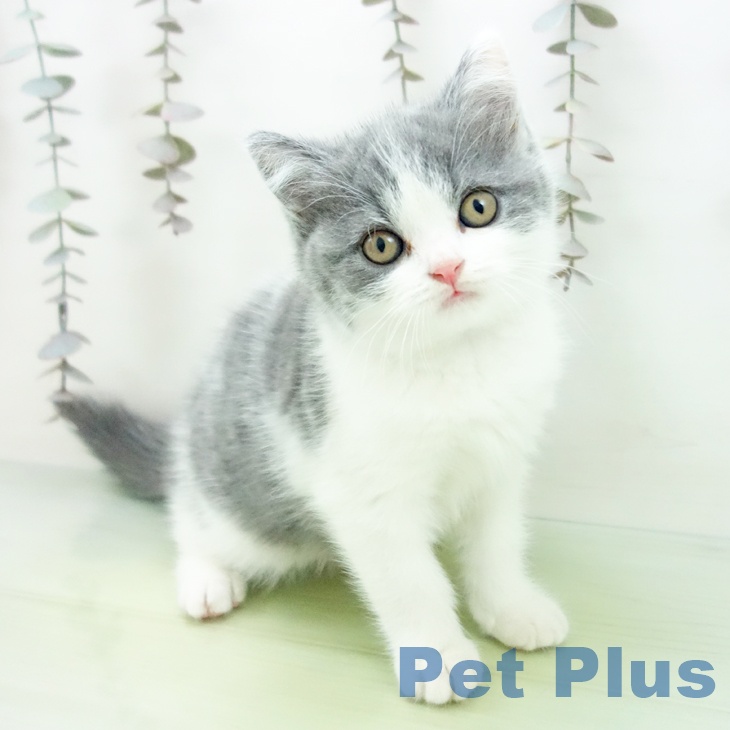 愛知県のブリティッシュショートヘアー (ペットプラス ナゴヤドーム前店/2025年10月8日生まれ/女の子/ブルーホワイト)の子猫の1枚目の画像