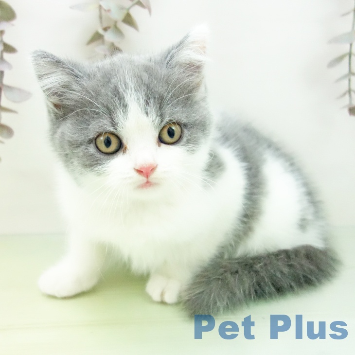 愛知県のブリティッシュショートヘアー (ペットプラス ナゴヤドーム前店/2025年10月8日生まれ/女の子/ブルーホワイト)の子猫の2枚目の画像