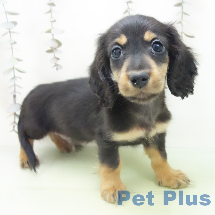 三重県のミニチュアダックスフンド(ロング) (ペットプラス 東員店/2025年10月12日生まれ/男の子/ブラックタン)の子犬の1枚目の画像