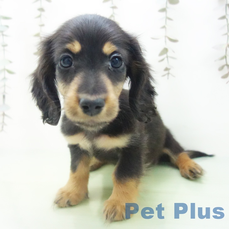 三重県のミニチュアダックスフンド(ロング) (ペットプラス 東員店/2025年10月12日生まれ/男の子/ブラックタン)の子犬の2枚目の画像