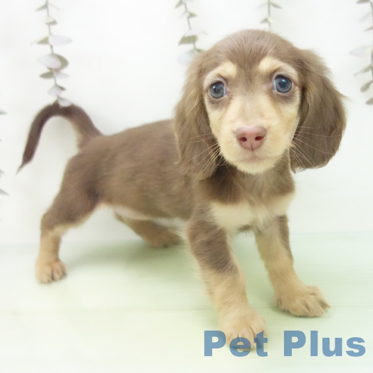 ミニチュア・ダックスフンド