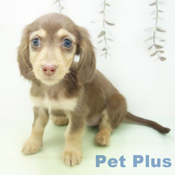 愛知県のミニチュアダックスフンド(ロング) (ペットプラス 名古屋茶屋店/2025年10月12日生まれ/女の子/チョコレートタン)の子犬の2枚目の画像