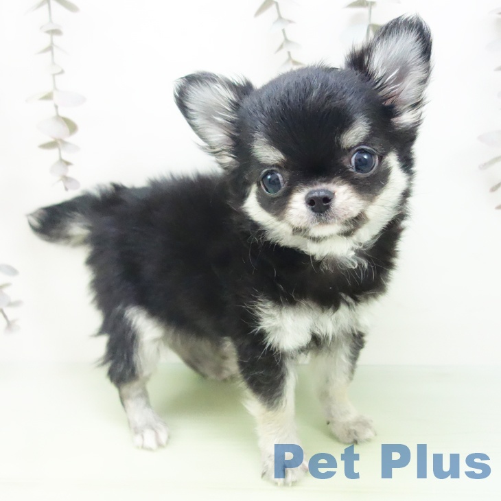 岐阜県のチワワ(ロング) (ペットプラス 各務原店/2025年10月9日生まれ/男の子/ブラックタン)の子犬の1枚目の画像