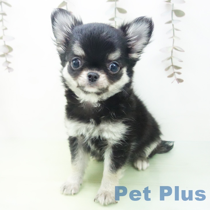 岐阜県のチワワ(ロング) (ペットプラス 各務原店/2025年10月9日生まれ/男の子/ブラックタン)の子犬の2枚目の画像