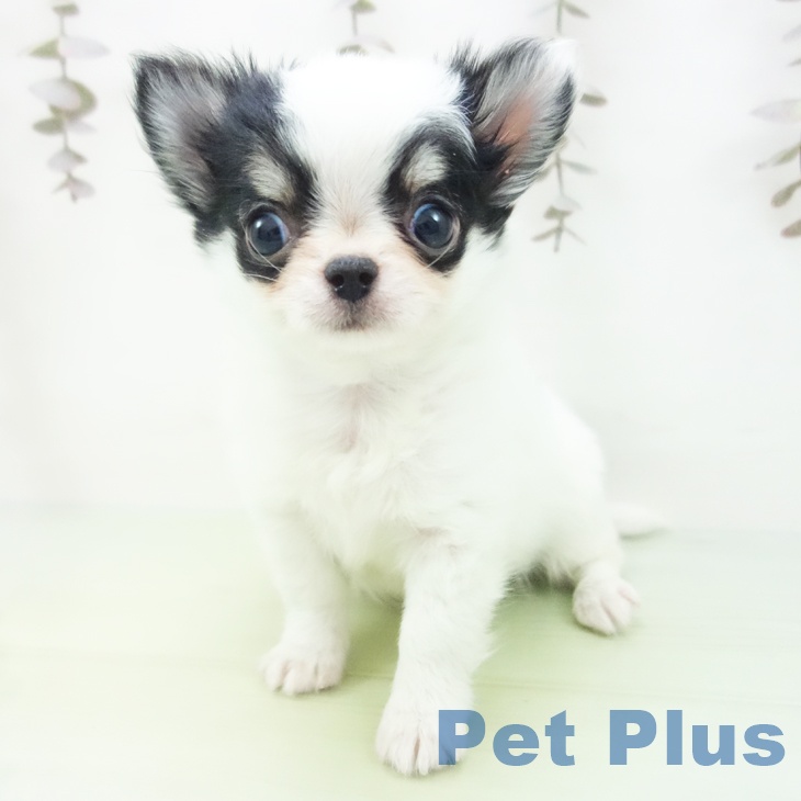 岐阜県のチワワ(ロング) (ペットプラス 光ケ丘店/2025年10月9日生まれ/女の子/ホワイトブラックタン)の子犬の1枚目の画像