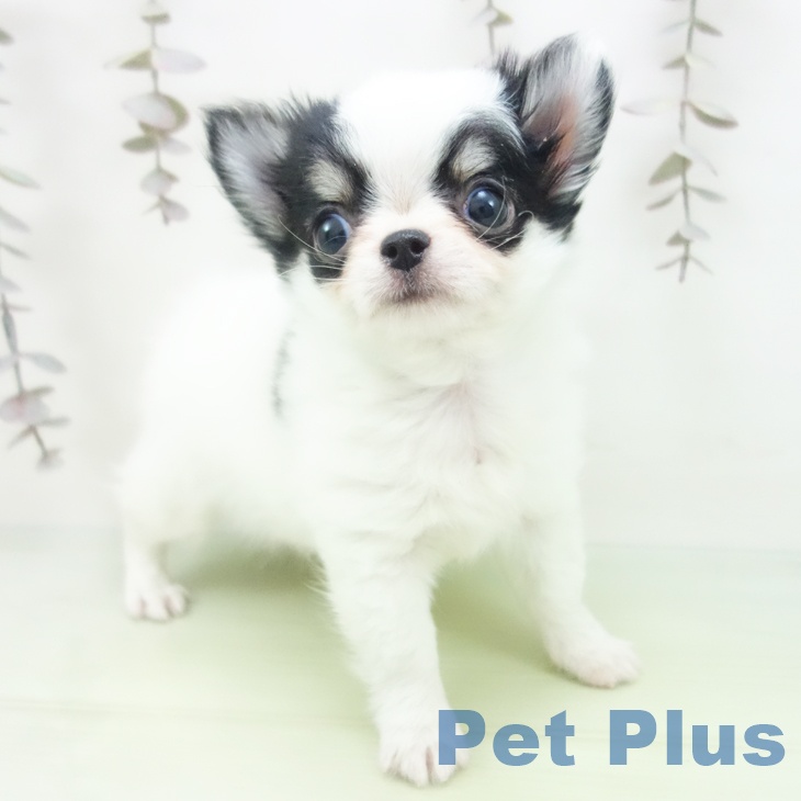 岐阜県のチワワ(ロング) (ペットプラス 光ケ丘店/2025年10月9日生まれ/女の子/ホワイトブラックタン)の子犬の2枚目の画像