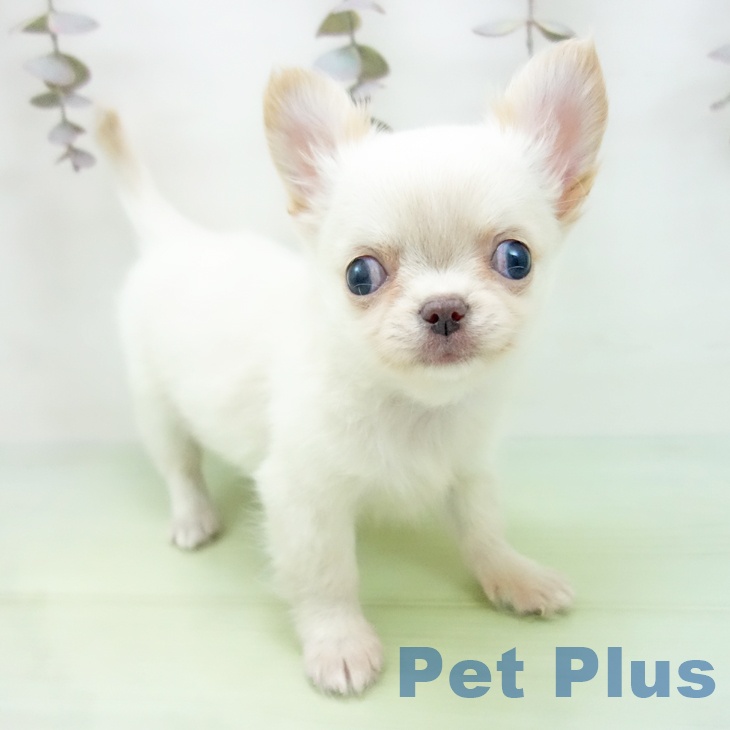 愛知県のチワワ(ロング) (ペットプラス 熱田店/2025年10月13日生まれ/男の子/クリーム)の子犬の1枚目の画像