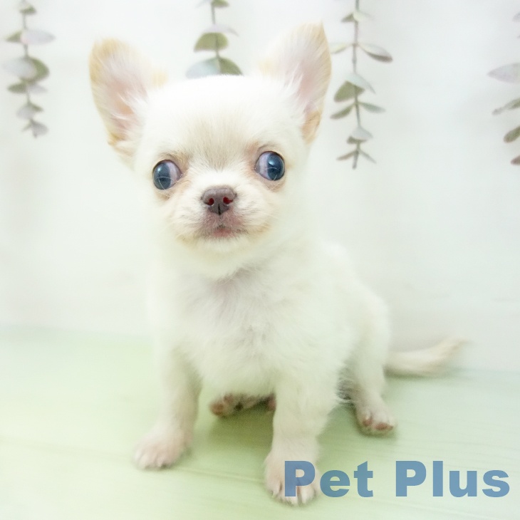 愛知県のチワワ(ロング) (ペットプラス 熱田店/2025年10月13日生まれ/男の子/クリーム)の子犬の2枚目の画像