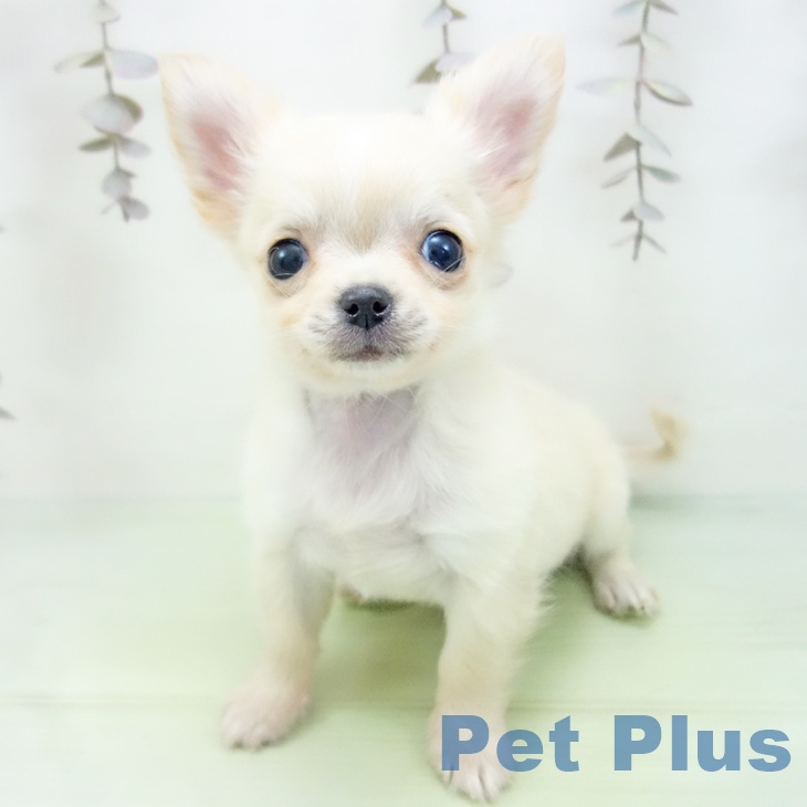 石川県のチワワ(ロング) (ペットプラス 白山店/2025年10月13日生まれ/男の子/クリームホワイト)の子犬の1枚目の画像
