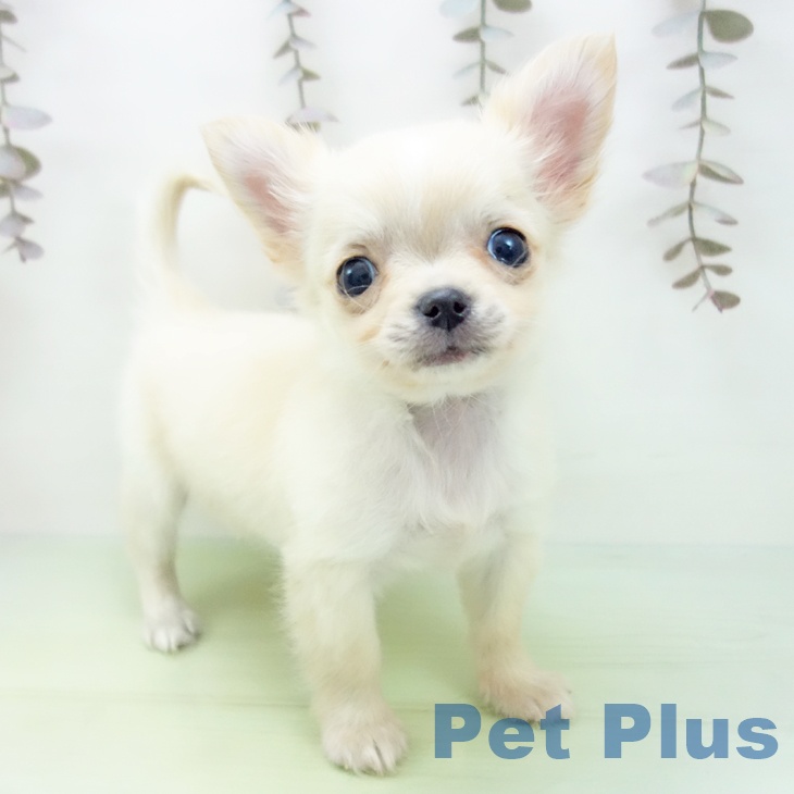 石川県のチワワ(ロング) (ペットプラス 白山店/2025年10月13日生まれ/男の子/クリームホワイト)の子犬の2枚目の画像