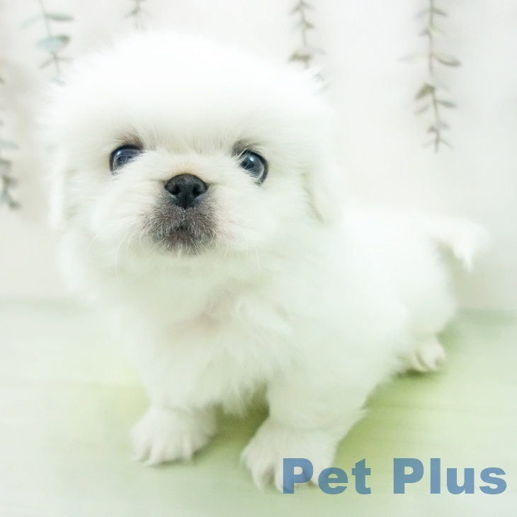 愛知県のペキニーズ (ペットプラス ナゴヤドーム前店/2025年10月12日生まれ/男の子/クリーム)の子犬の1枚目の画像