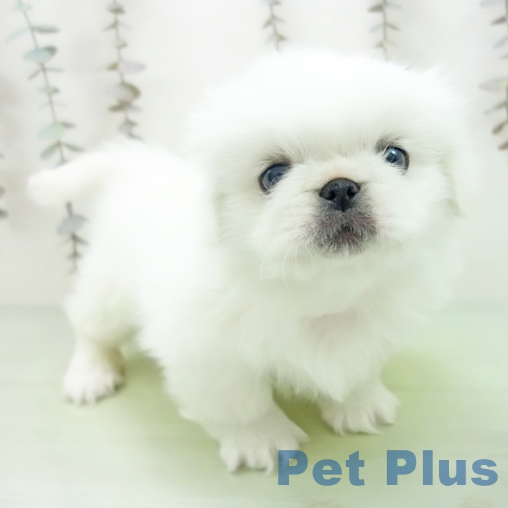 愛知県のペキニーズ (ペットプラス ナゴヤドーム前店/2025年10月12日生まれ/男の子/クリーム)の子犬の2枚目の画像