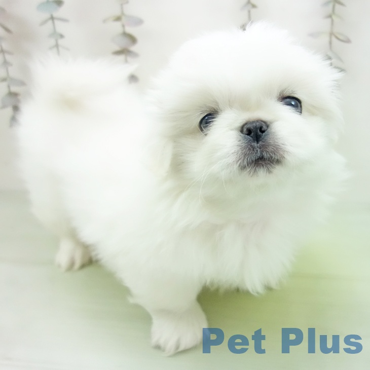 石川県のペキニーズ (ペットプラス 白山店/2025年10月12日生まれ/女の子/クリーム)の子犬の1枚目の画像
