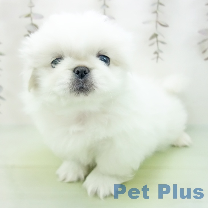 石川県のペキニーズ (ペットプラス 白山店/2025年10月12日生まれ/女の子/クリーム)の子犬の2枚目の画像