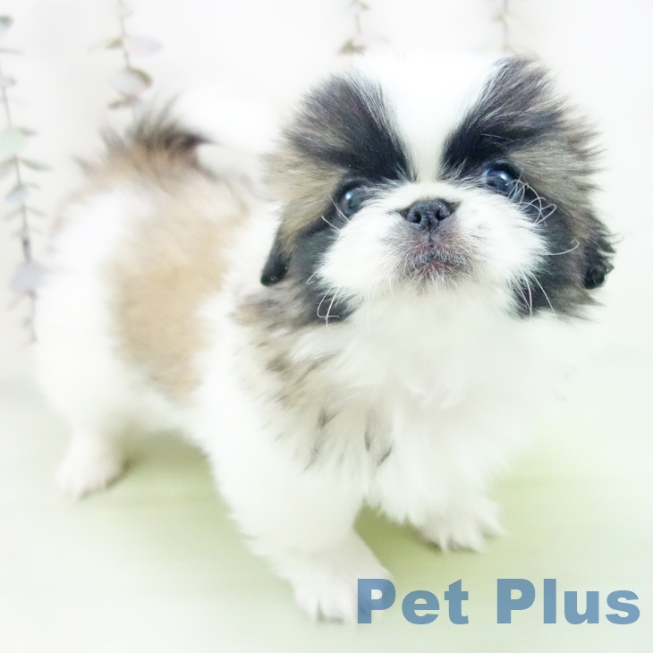 愛知県のペキニーズ (ペットプラス 名古屋茶屋店/2025年10月12日生まれ/女の子/フォーンホワイト)の子犬の1枚目の画像