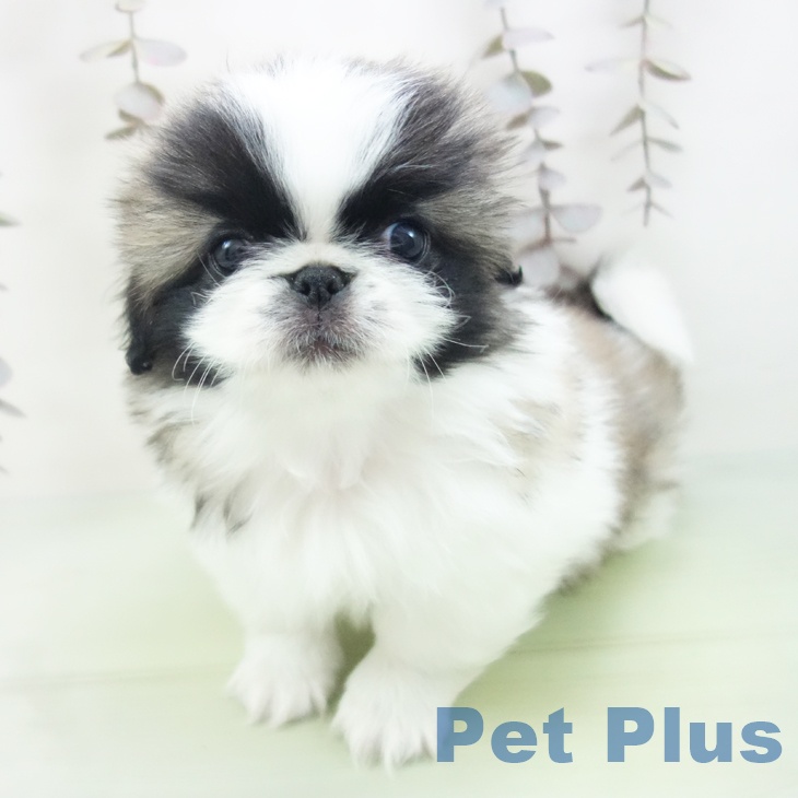 愛知県のペキニーズ (ペットプラス 名古屋茶屋店/2025年10月12日生まれ/女の子/フォーンホワイト)の子犬の2枚目の画像