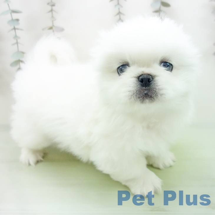 愛知県のペキニーズ (ペットプラス イオンモール豊川店/2025年10月12日生まれ/女の子/クリーム)の子犬の1枚目の画像