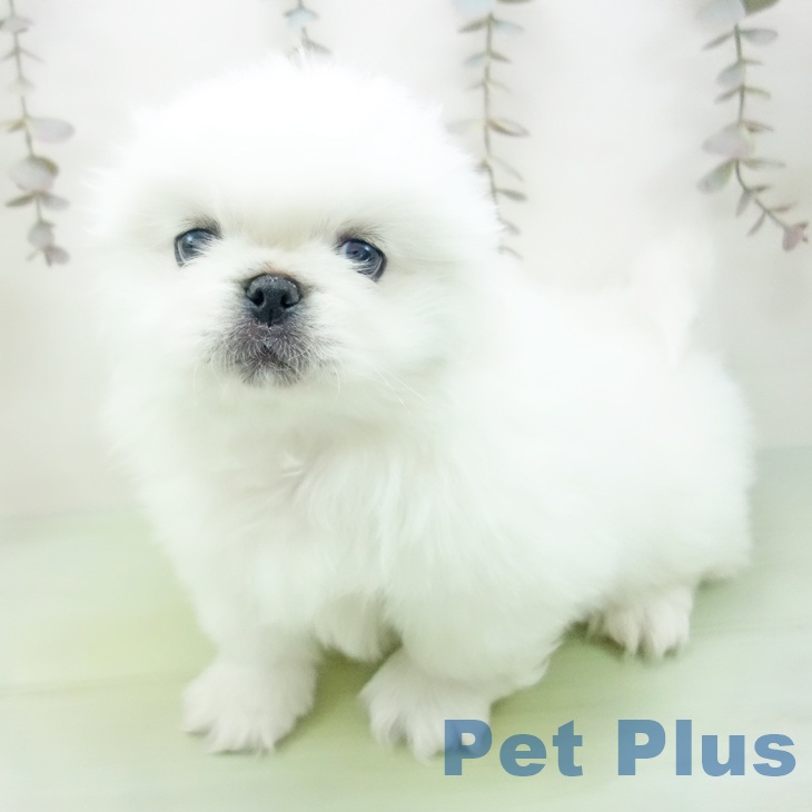 愛知県のペキニーズ (ペットプラス イオンモール豊川店/2025年10月12日生まれ/女の子/クリーム)の子犬の2枚目の画像