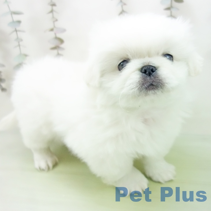 岐阜県のペキニーズ (ペットプラス 各務原店/2025年10月12日生まれ/女の子/クリーム)の子犬の1枚目の画像