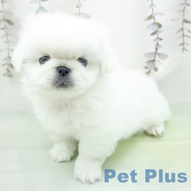 岐阜県のペキニーズ (ペットプラス 各務原店/2025年10月12日生まれ/女の子/クリーム)の子犬の2枚目の画像