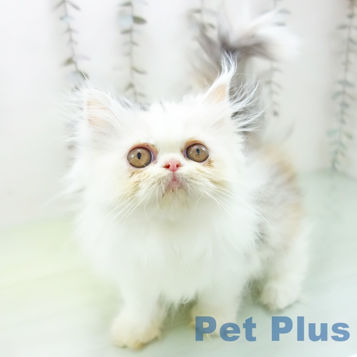 岐阜県のエキゾチック (ペットプラス 各務原店/2025年10月14日生まれ/女の子/シルバーパッチドタビーホワイト)の子猫の1枚目の画像