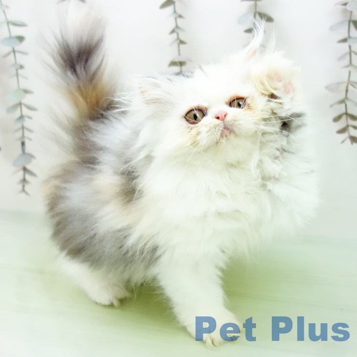 岐阜県のエキゾチック (ペットプラス 各務原店/2025年10月14日生まれ/女の子/シルバーパッチドタビーホワイト)の子猫の2枚目の画像