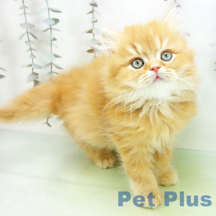 スコティッシュフォールド