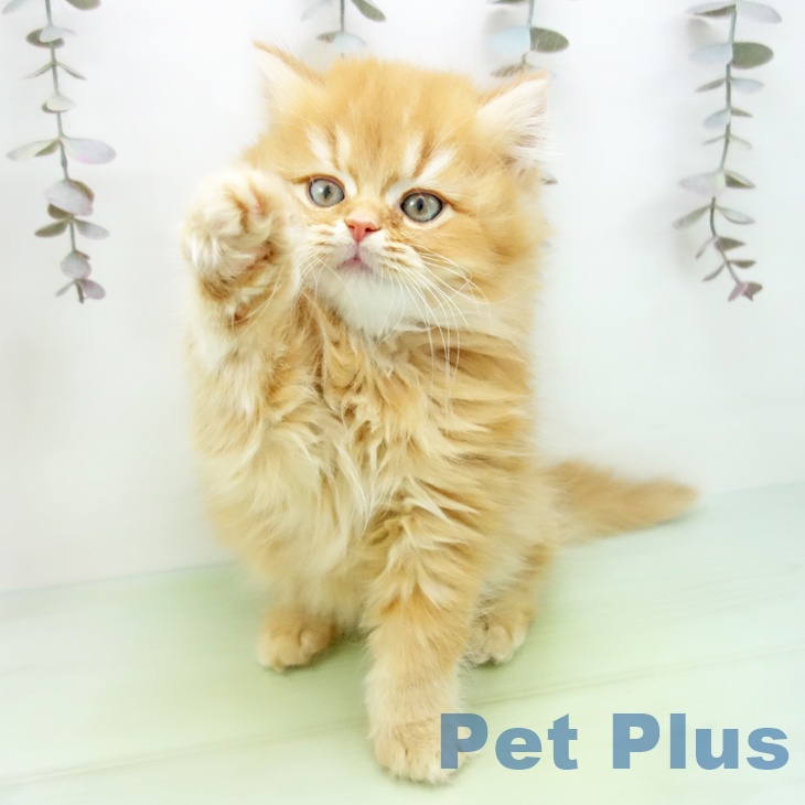 スコティッシュフォールド