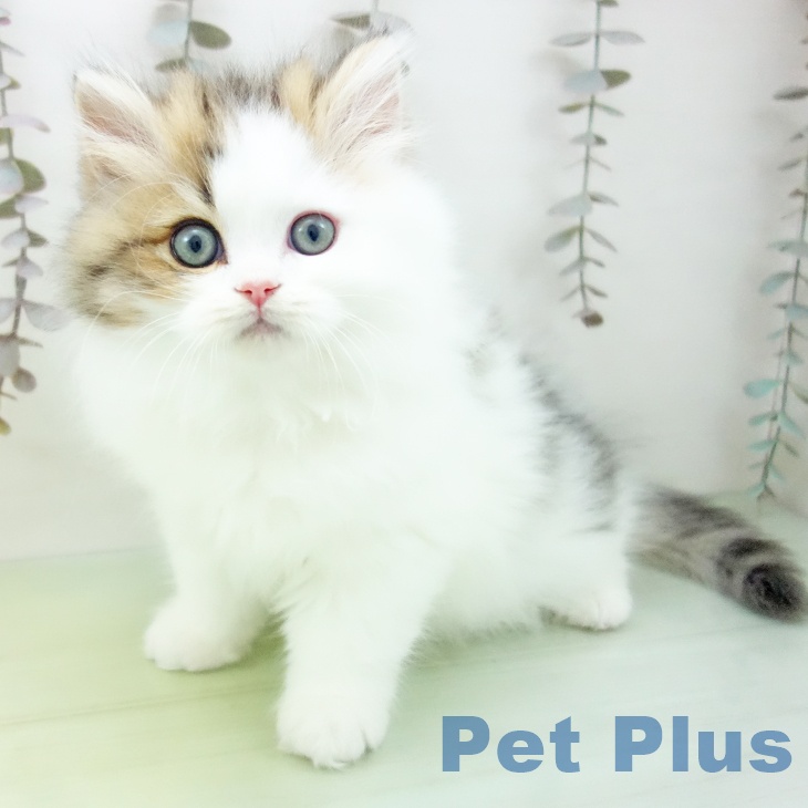 岐阜県のスコティッシュフォールド (ペットプラス 各務原店/2025年10月10日生まれ/男の子/ブラウンタビーホワイト)の子猫の1枚目の画像