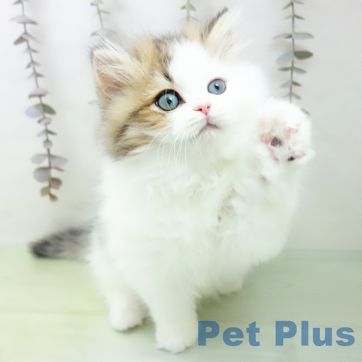 岐阜県のスコティッシュフォールド (ペットプラス 各務原店/2025年10月10日生まれ/男の子/ブラウンタビーホワイト)の子猫の2枚目の画像