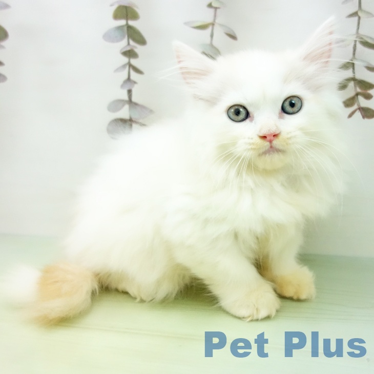 石川県のスコティッシュフォールド (ペットプラス 新小松店/2025年10月3日生まれ/男の子/クリームタビーホワイト)の子猫の1枚目の画像