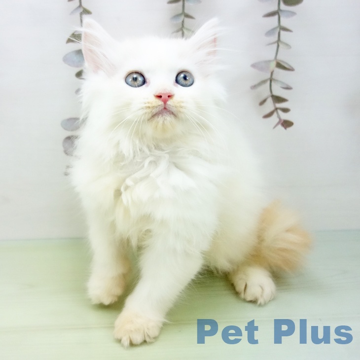 石川県のスコティッシュフォールド (ペットプラス 新小松店/2025年10月3日生まれ/男の子/クリームタビーホワイト)の子猫の2枚目の画像