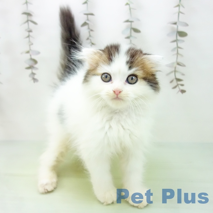 岐阜県のスコティッシュフォールド (ペットプラス 各務原店/2025年10月3日生まれ/男の子/ブラウンタビーホワイト)の子猫の1枚目の画像