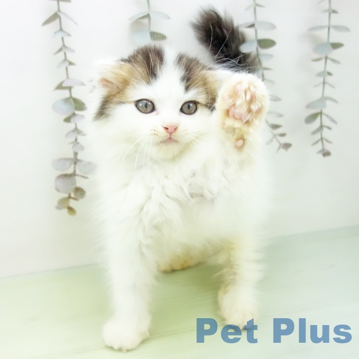 岐阜県のスコティッシュフォールド (ペットプラス 各務原店/2025年10月3日生まれ/男の子/ブラウンタビーホワイト)の子猫の2枚目の画像