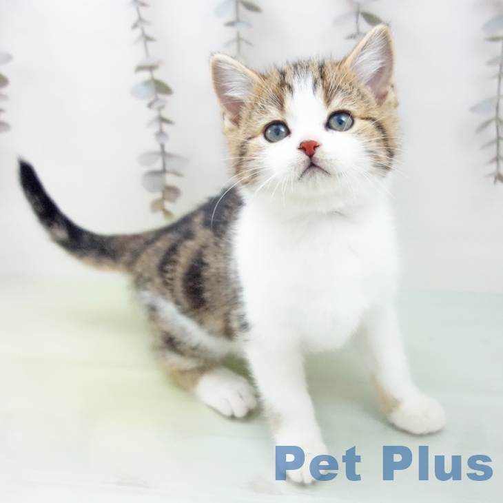 長崎県のスコティッシュフォールド (ペットプラス 長崎店/2025年10月15日生まれ/男の子/ブラウンタビーホワイト)の子猫の1枚目の画像